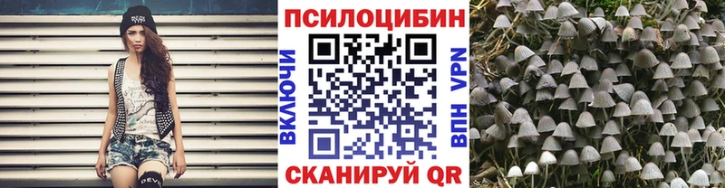 гидра маркетплейс  Зерноград  Галлюциногенные грибы Psilocybe 